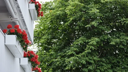Hauswand mit roten Blumen in Blumenkästen neben grünem Baum