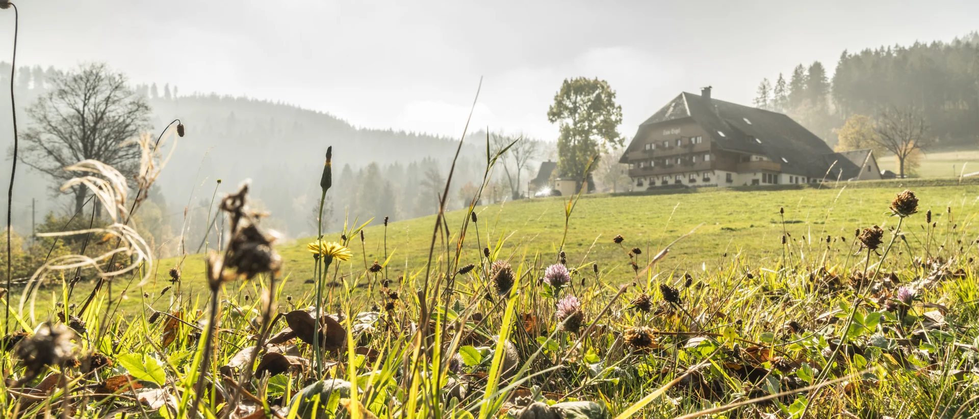Bauernhaus auf Hügel mit Wiese und Wald im Hintergrund an nebligem Tag