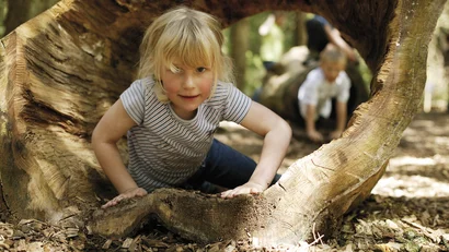 Kind krabbelt durch hohles Baumstamm im Wald