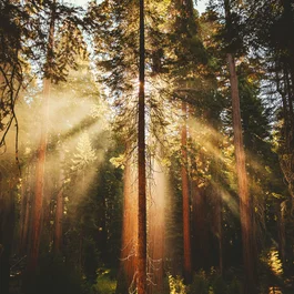 Sonnenstrahlen scheinen durch dichten Wald mit hohen Bäumen