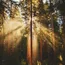 Sonnenstrahlen scheinen durch dichten Wald mit hohen Bäumen