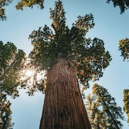 Blick auf eine große, hohe Redwood-Mammutbaumgruppe im Sonnenlicht